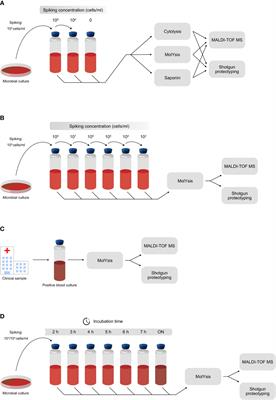 Mass Spectrometry Proteotyping-Based Detection and Identification of Staphylococcus aureus, Escherichia coli, and Candida albicans in Blood